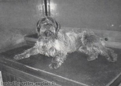 Griffon Korthals NINON DES GRANDES ORIGINES Griffon Korthals NINON DES GRANDES ORIGINES